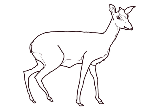 Dik Dik Coloring Page